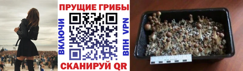 гидра ТОР  Геленджик  Псилоцибиновые грибы Cubensis  как найти наркотики 